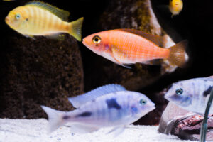 160-2015-03-09 Aquarium