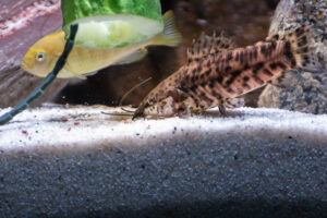 161-2015-03-09 Aquarium