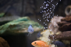 161-2015-05-23 Aquarium