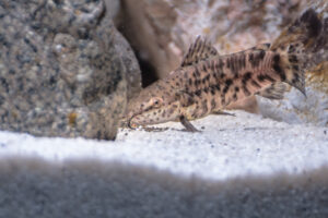 162-2015-03-09 Aquarium