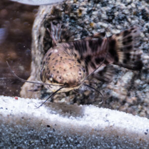 165-2015-03-09 Aquarium