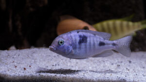 166-2015-03-09 Aquarium