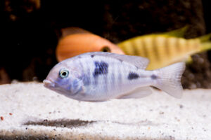 167-2015-03-09 Aquarium