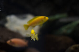 167-2015-05-23 Aquarium