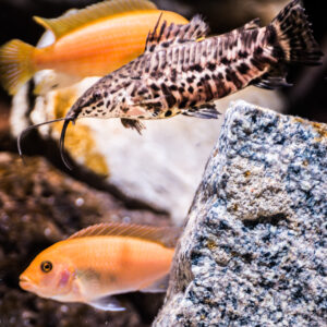 168-2015-03-09 Aquarium