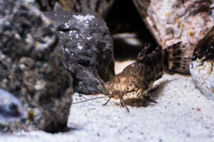169-2015-03-09 Aquarium