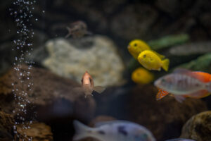169-2015-05-23 Aquarium