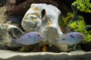 170-2015-05-23 Aquarium