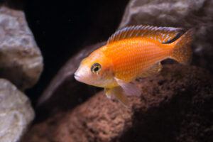 171-2015-03-09 Aquarium