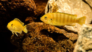 172-2015-03-09 Aquarium