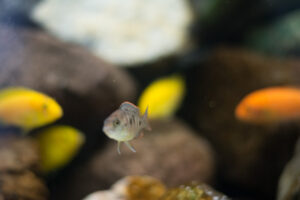 172-2015-05-23 Aquarium