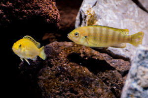 173-2015-03-09 Aquarium