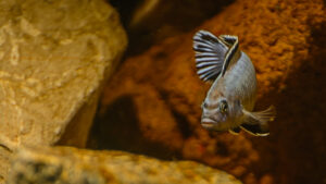 174-2015-03-09 Aquarium