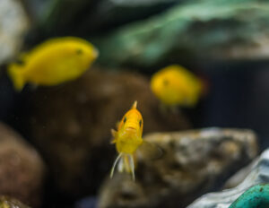 174-2015-05-23 Aquarium