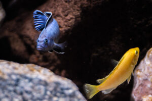 175-2015-03-09 Aquarium