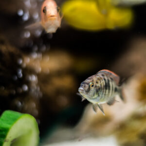 175-2015-05-23 Aquarium