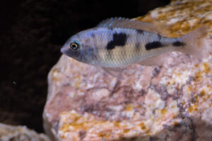 176-2015-03-09 Aquarium