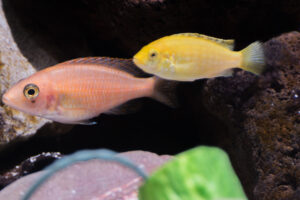 177-2015-03-09 Aquarium