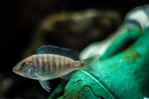 177-2015-05-23 Aquarium
