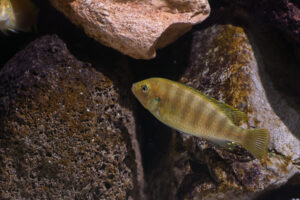 178-2015-03-09 Aquarium