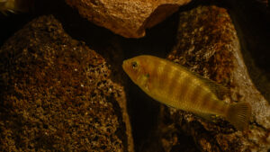 179-2015-03-09 Aquarium