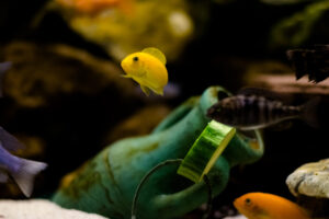 179-2015-05-30 Aquarium