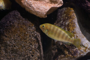 180-2015-03-09 Aquarium