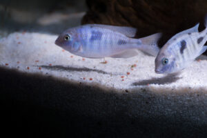 181-2015-03-09 Aquarium