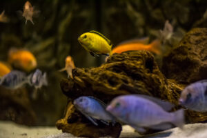 181-2015-05-30 Aquarium