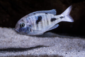 183-2015-03-09 Aquarium