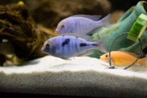 183-2015-05-30 Aquarium