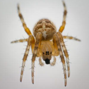 184-2014-08-05 Macro
