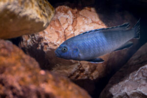 184-2015-03-09 Aquarium