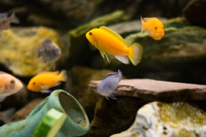 184-2015-05-30 Aquarium