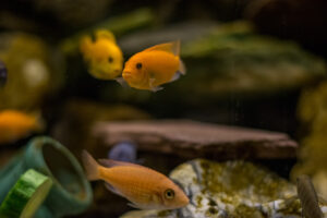185-2015-05-30 Aquarium