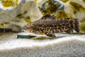187-2015-05-30 Aquarium