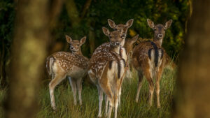 063-2014-08-24 Waterleidingduinen