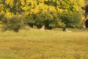 034-2014-08-24 Waterleidingduinen