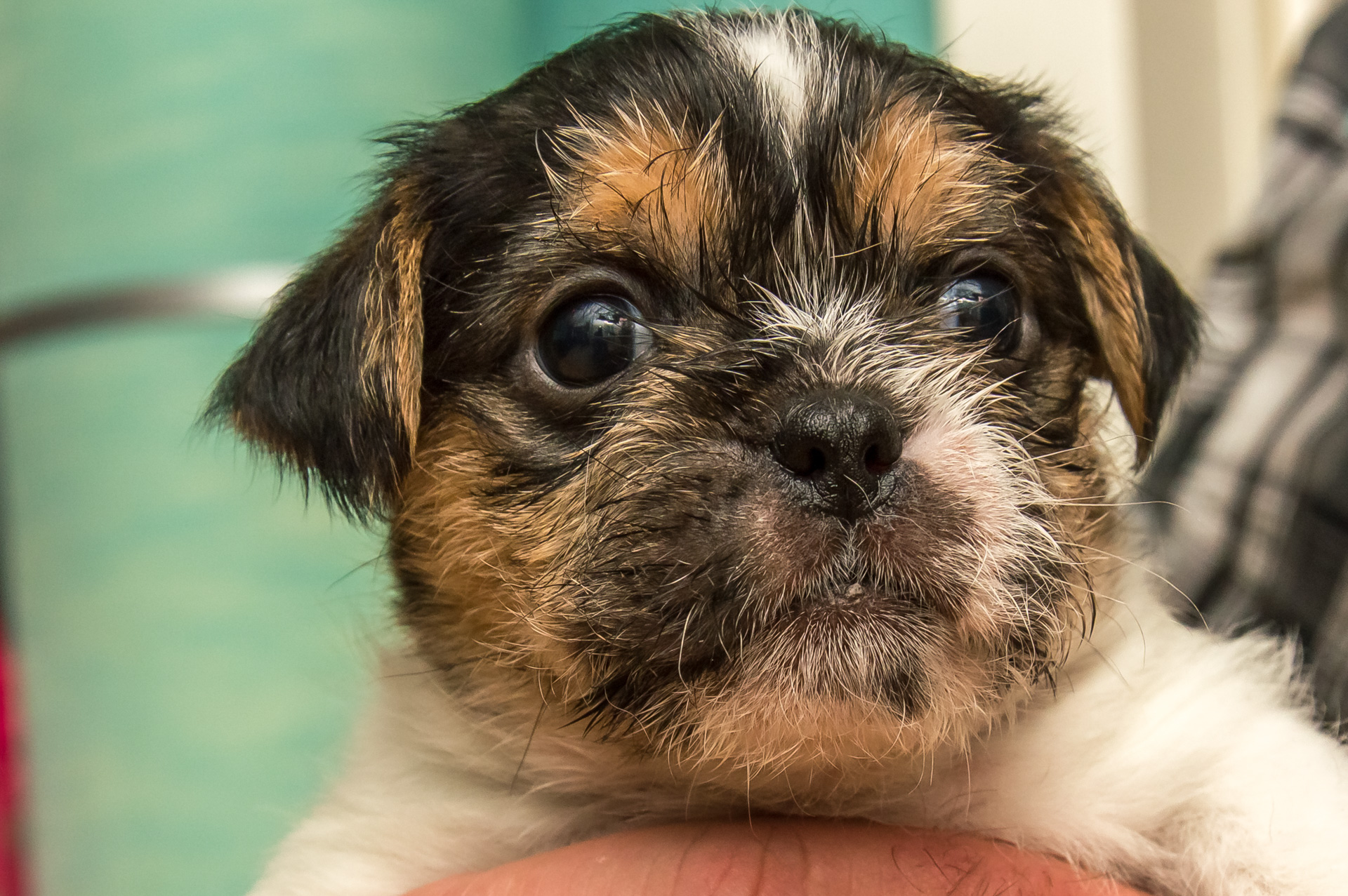 Kleine honden puppies