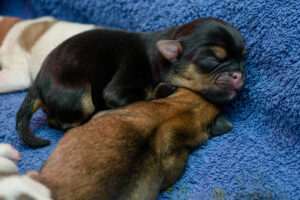207-2015-10-18 Puppies van Puk