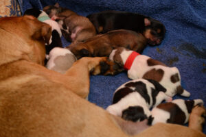 211-2015-10-18 Puppies van Puk