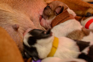 212-2015-10-18 Puppies van Puk