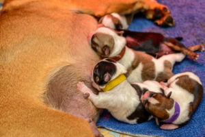 213-2015-10-18 Puppies van Puk