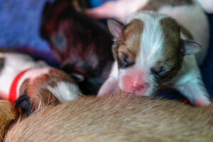 214-2015-10-18 Puppies van Puk