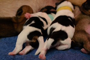 217-2015-10-18 Puppies van Puk