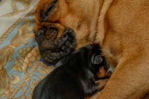 218-2015-10-18 Puppies van Puk