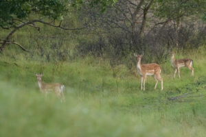 076-2014-08-24 Waterleidingduinen