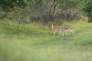 084-2014-08-24 Waterleidingduinen