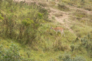 128-2014-08-24 Waterleidingduinen