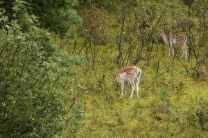 131-2014-08-24 Waterleidingduinen